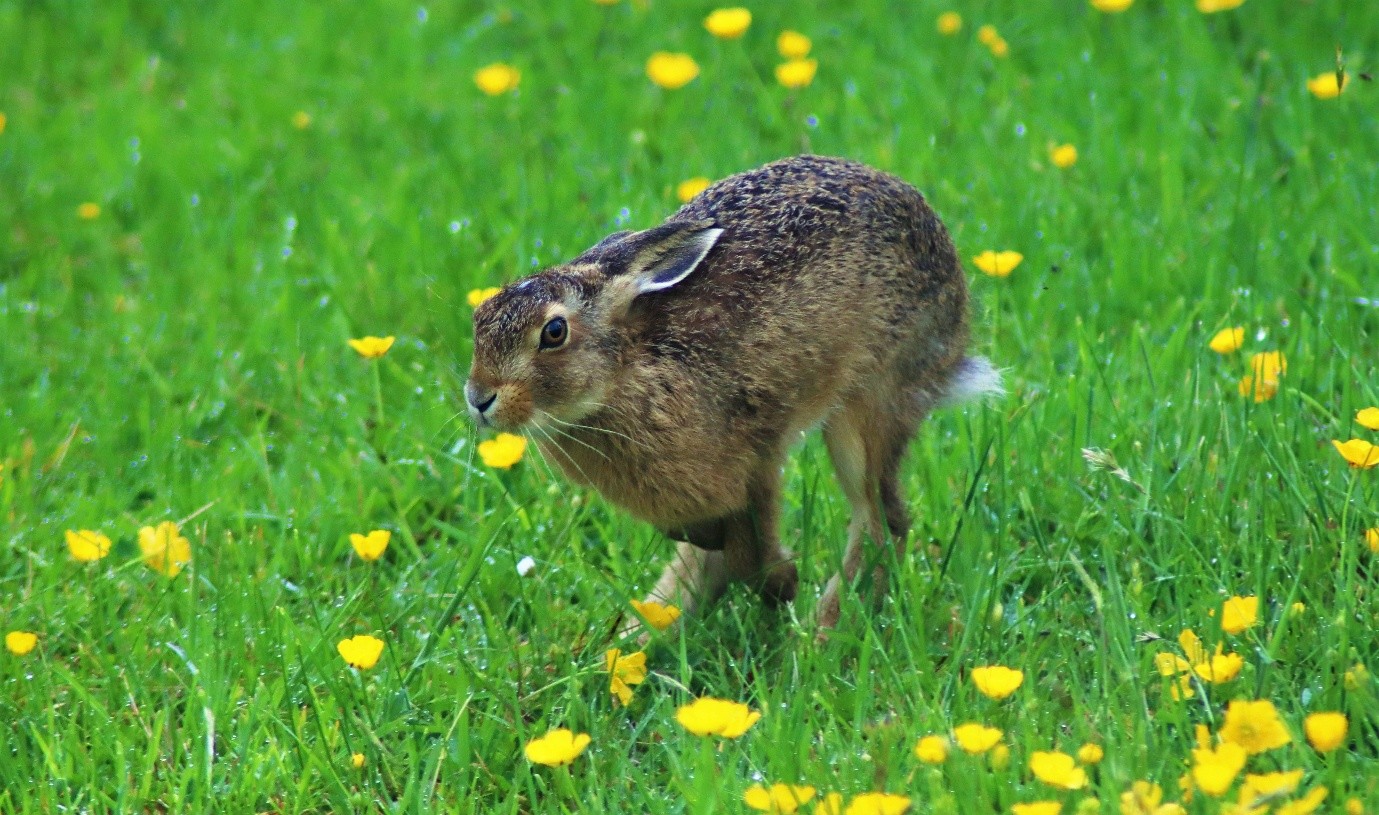 A poet’s meeting with a brown hare in North Wales
